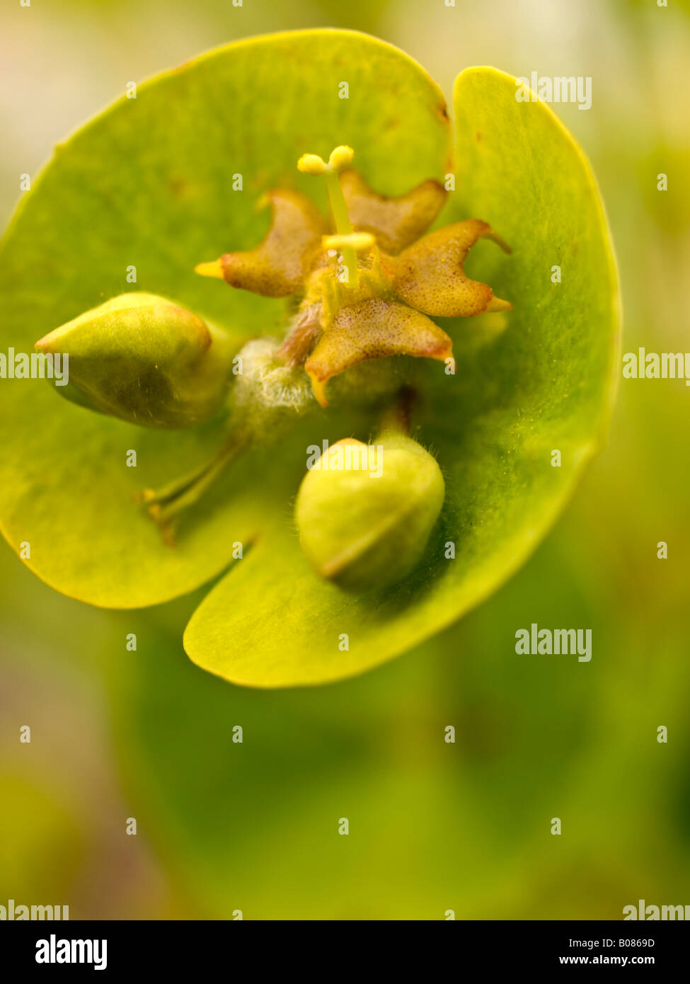 Euphorbia flower detail Stock Photo