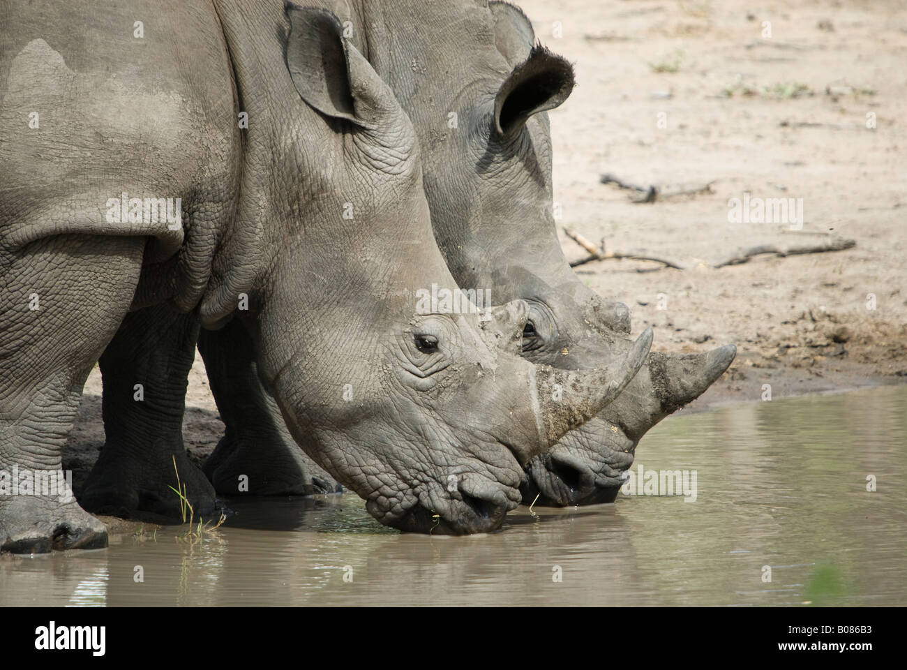 A close up of two white rhinos drinking at a waterhole Stock Photo