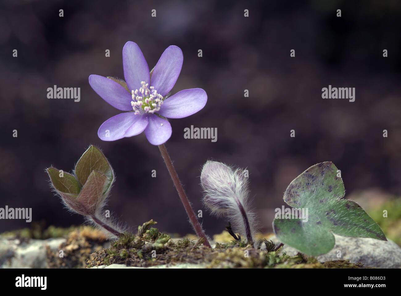 Liverwort (Hepatica nobilis), flowering plant Stock Photo
