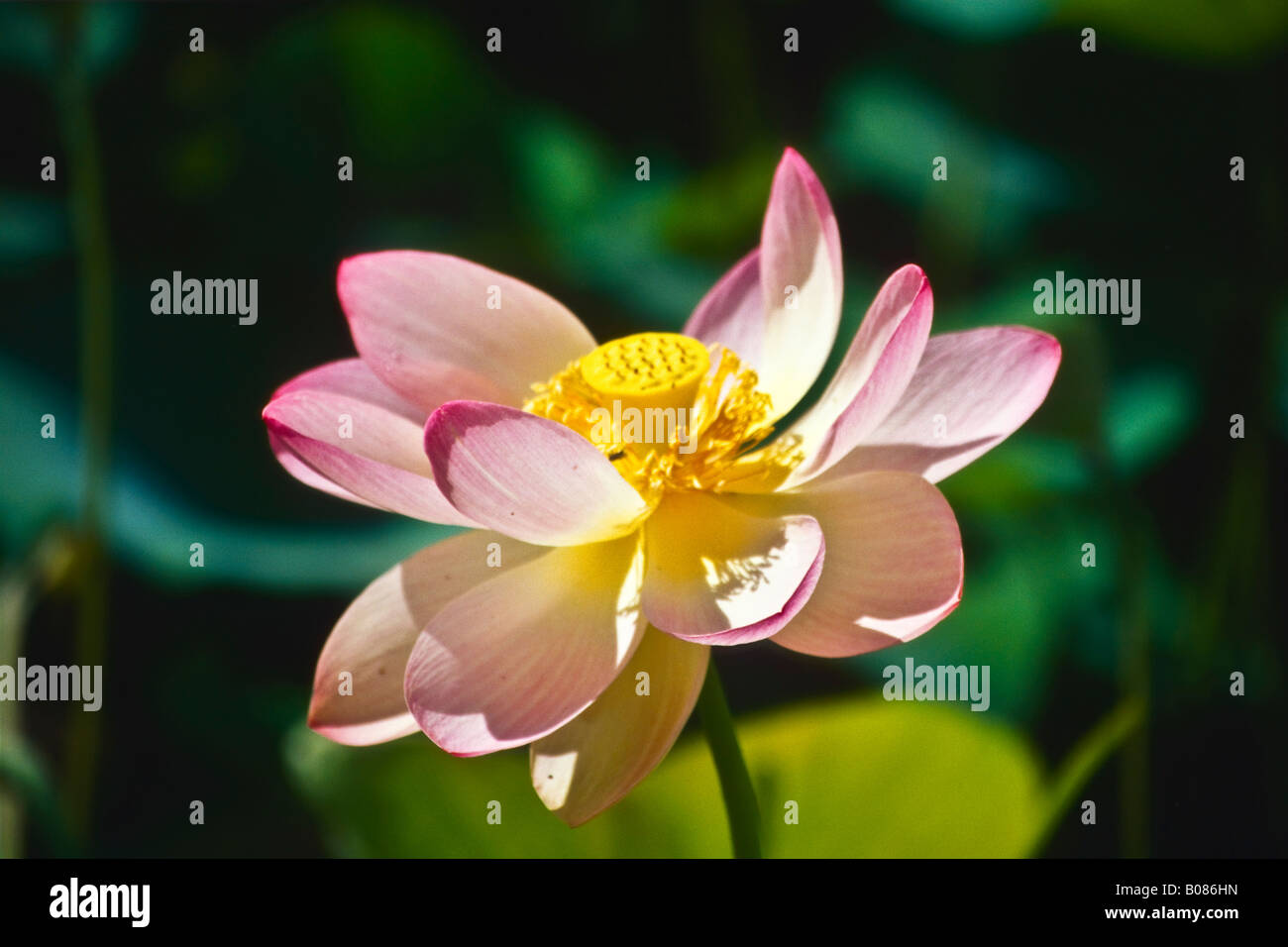 Lotus Lotos Blossom Stock Photo