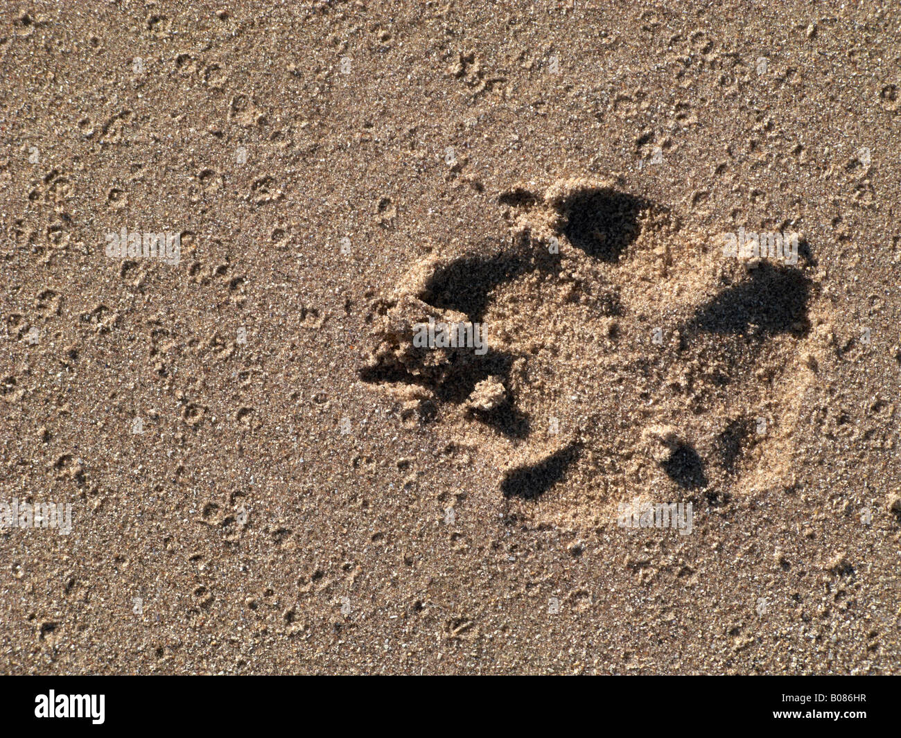 Paw Imprint in Sand Stock Photo