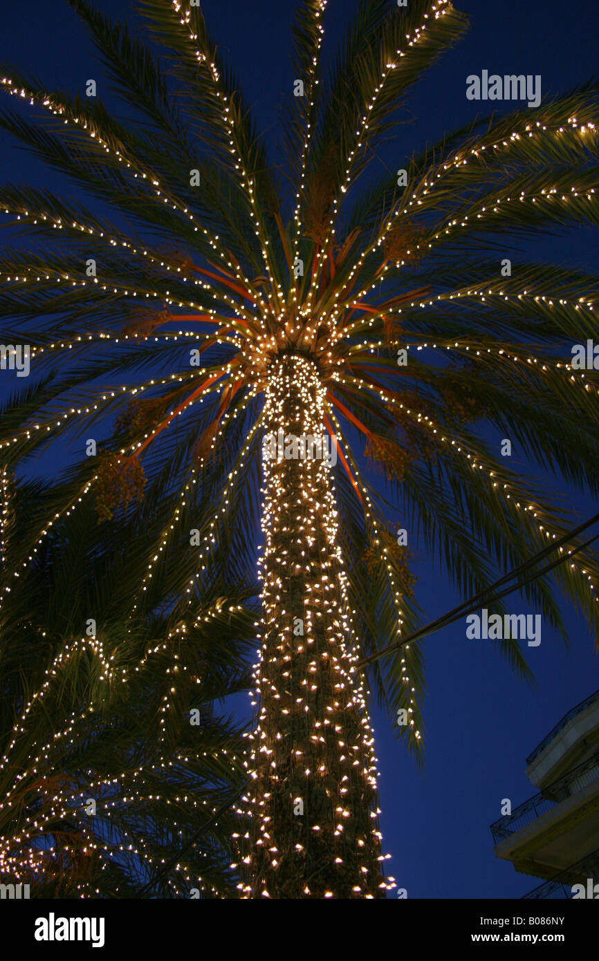 Christmas lights on a palm tree at the promenade in Nice France Stock Photo Alamy