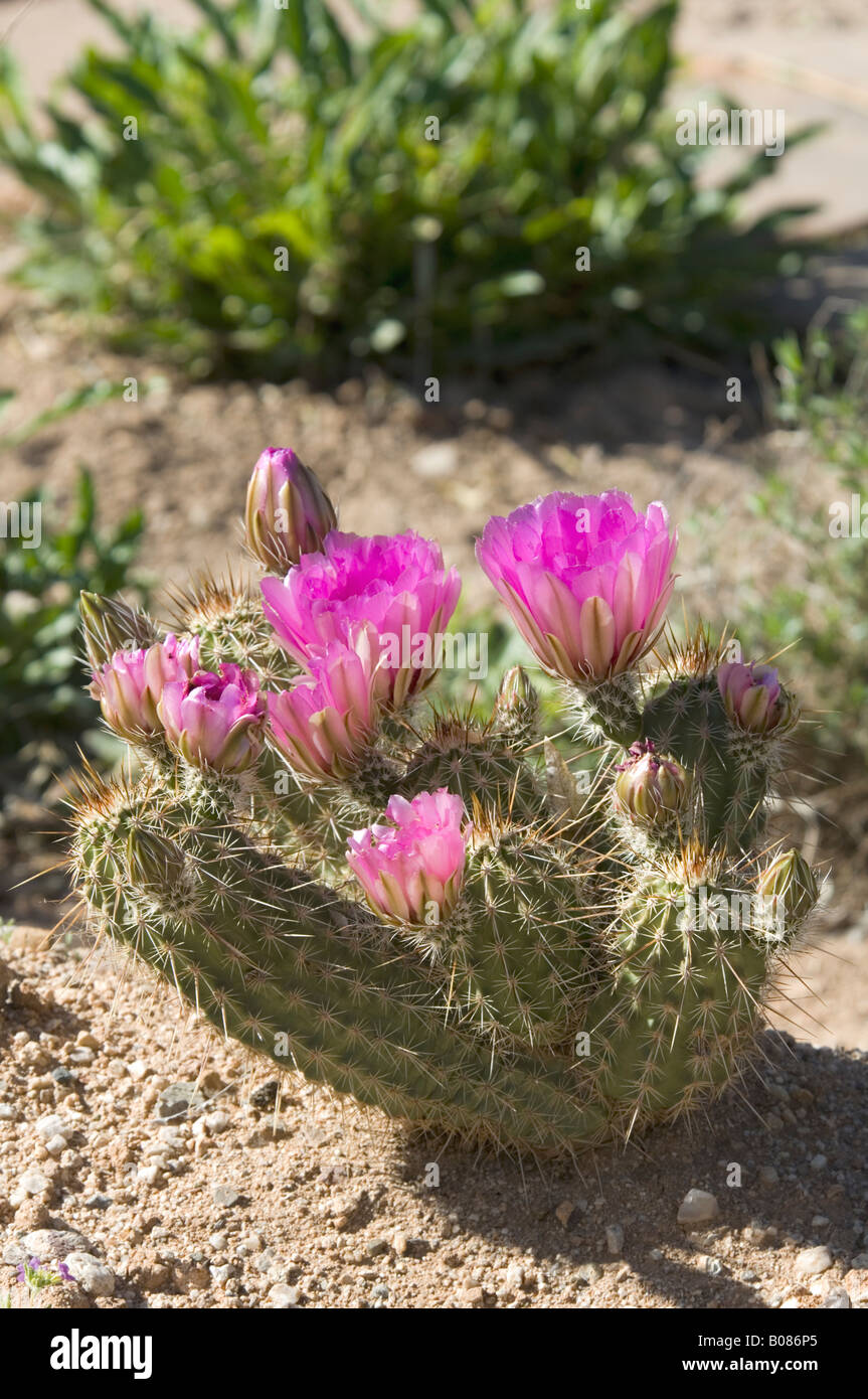 Boyce Thompson Hedgehog Echinocereus boyce thompsonii Arizona USA Stock  Photo - Alamy