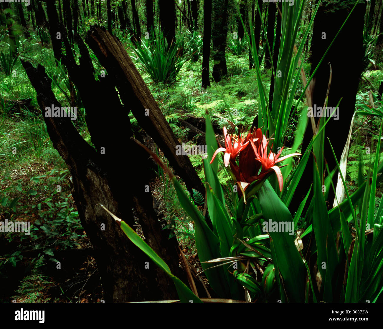 Gymea Lily (Doryanthes excelsa) flowering in recovering Eucalypt