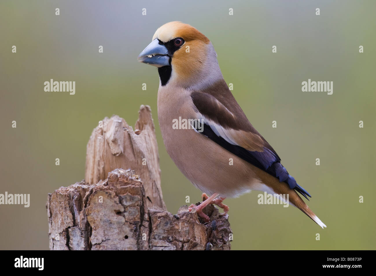 Male Hawfinch (Coccothraustes coccothraustes) Stock Photo