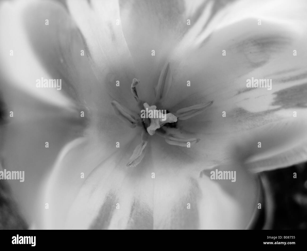 Black and white petal