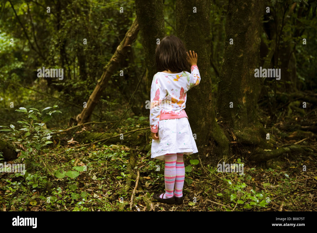 Girl aged four stands with a hand on a tree alone in a forest New Zealand Stock Photo