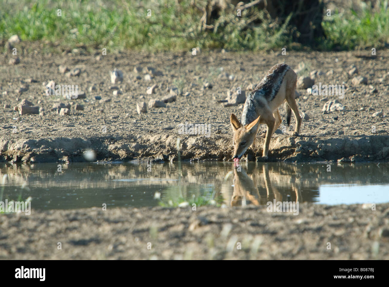 A black-backed jackal drinking at a waterhole in the Kalahari Stock Photo