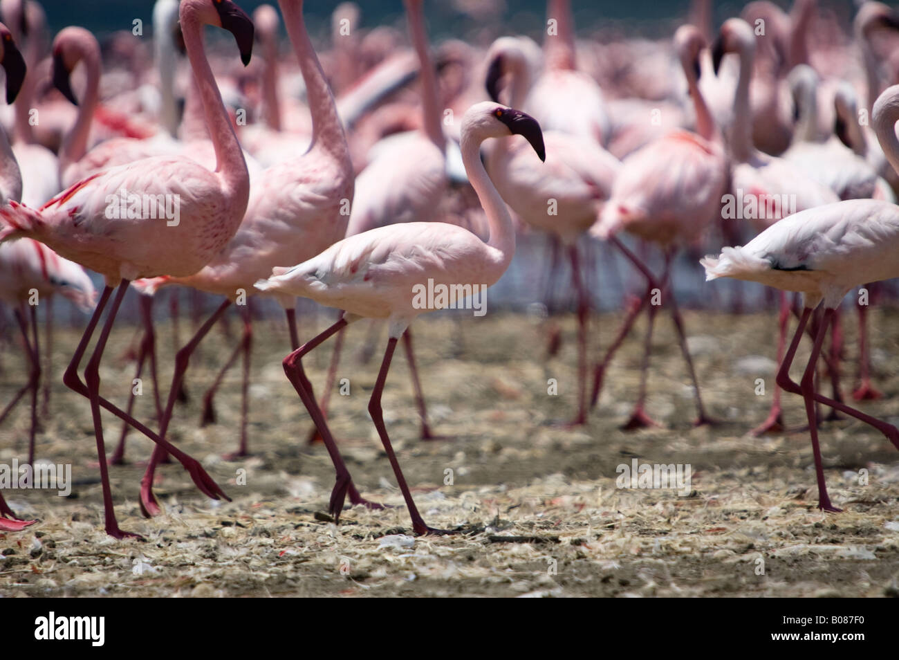 Lesser flamingos standing on a layer of droppings next Lake Nakuru Stock Photo
