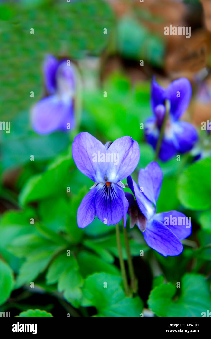 Sweet Violet flower Viola odorata on calcareous soil woodland