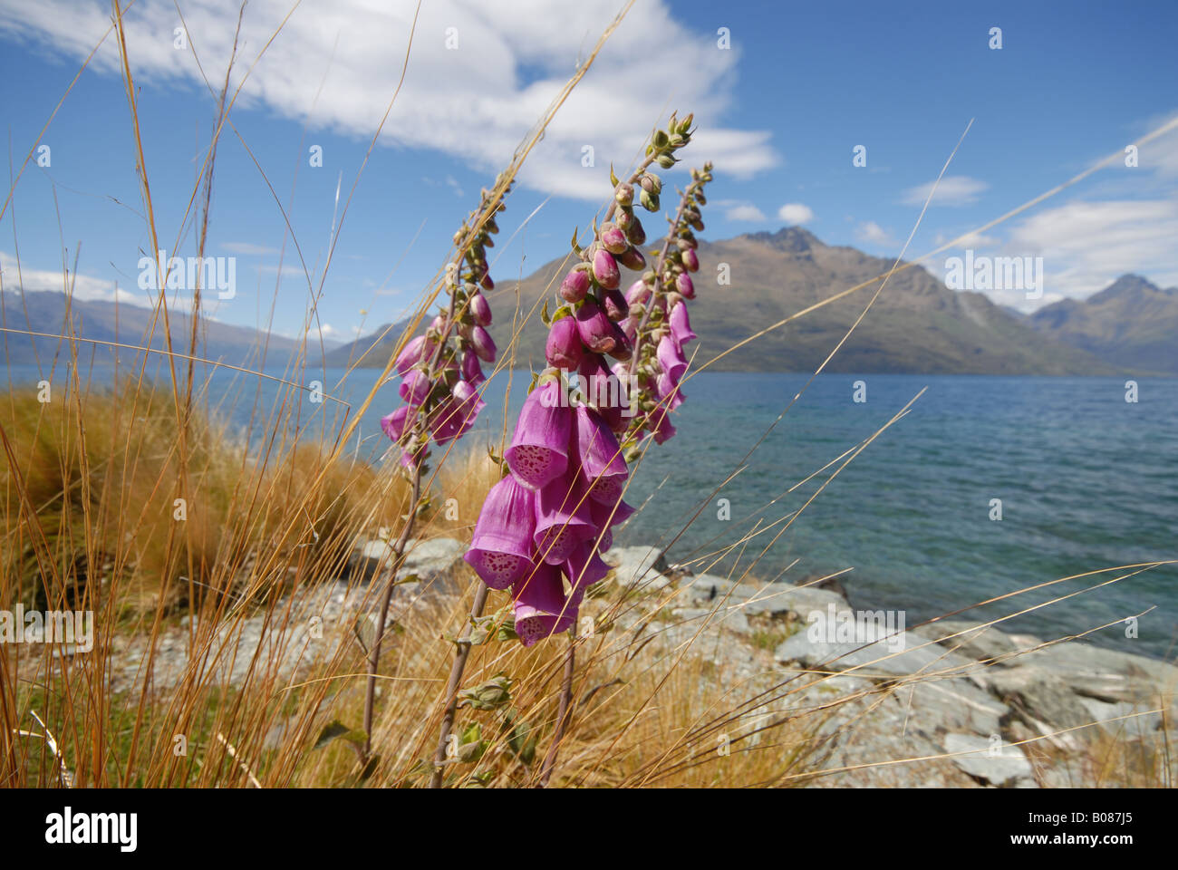 Flowers Queenstown New Zealand Stock Photo Alamy