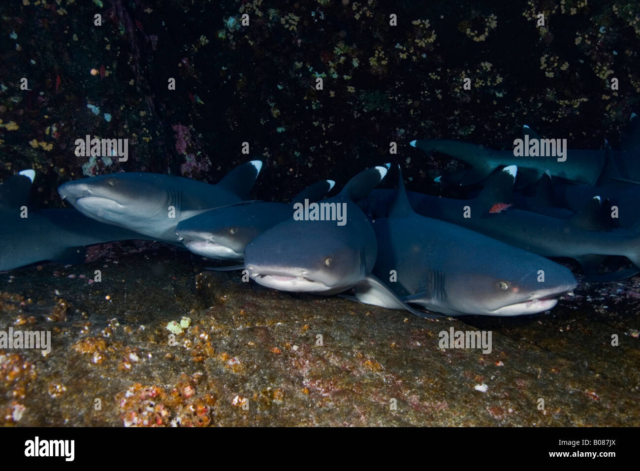 White tip sharks in a cave, family of sharks, relaxing, scuba, diving, ocean, sea, underwater, resting, predator Stock Photo