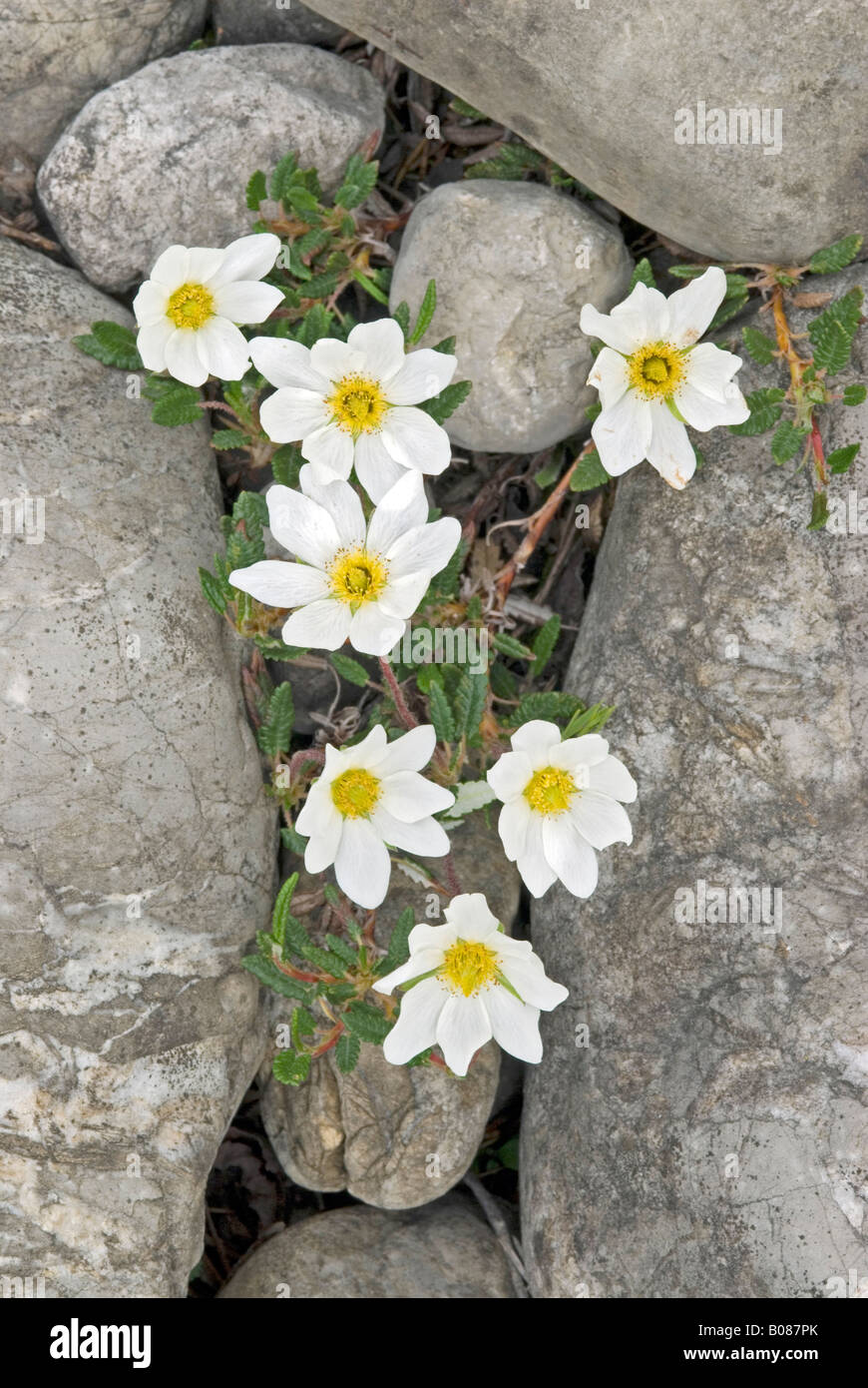 Mountain Avens (Dryas octopetala), flowering Stock Photo