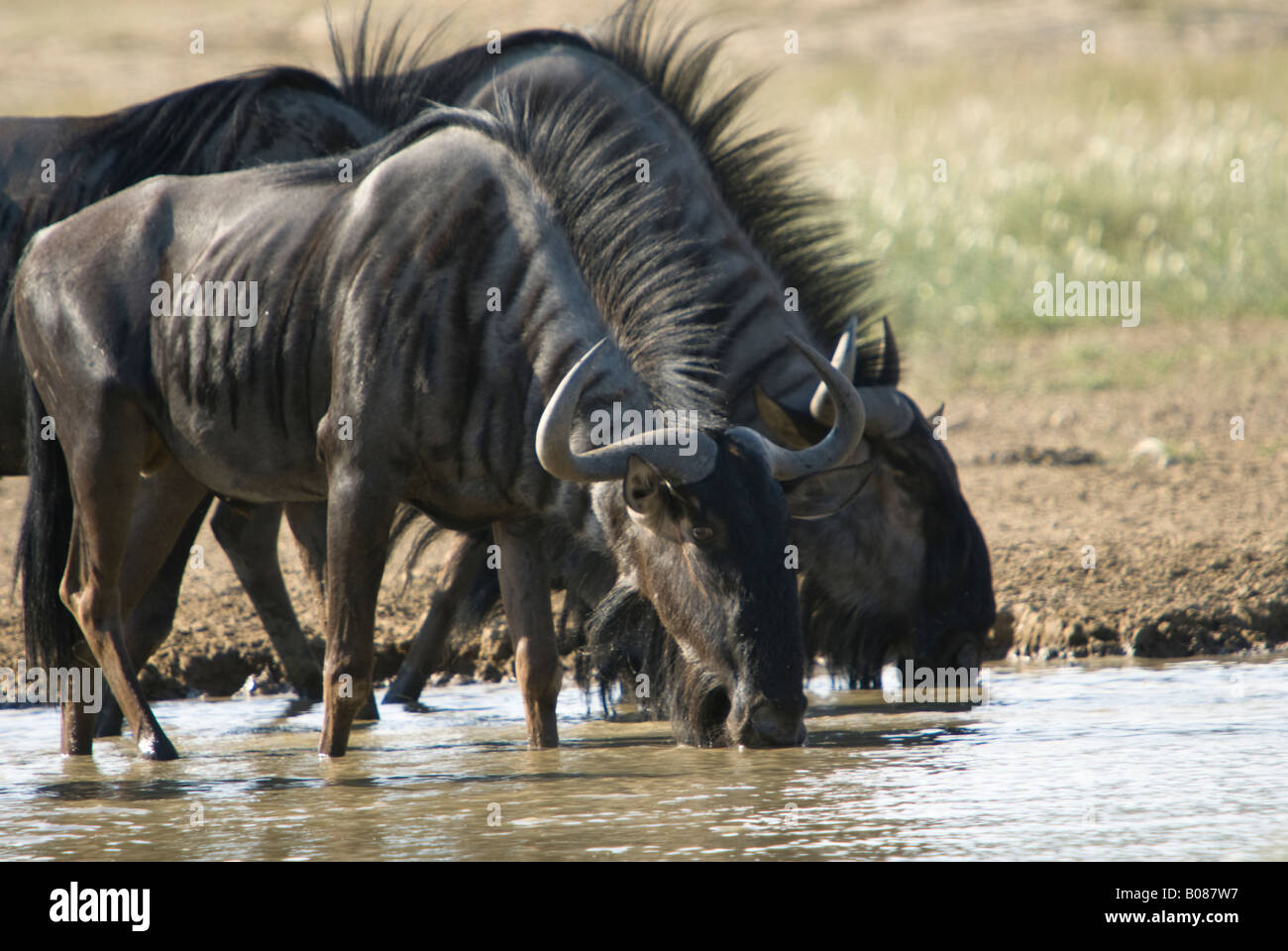 Two blue wildebeest drinking from a waterhole in the Kalahari Stock Photo