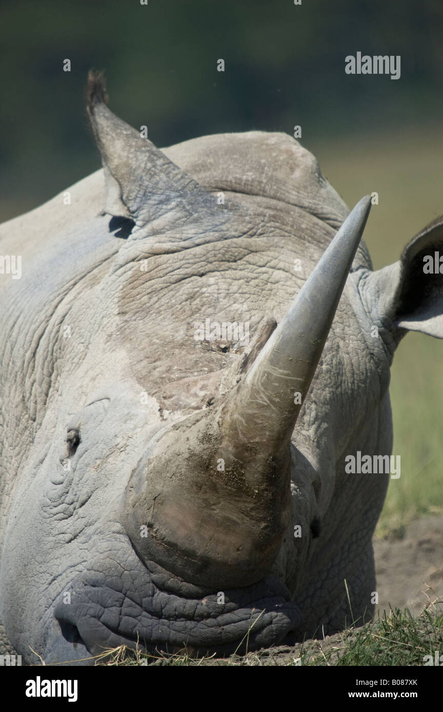 A close up of a white rhino lying on the ground Stock Photo