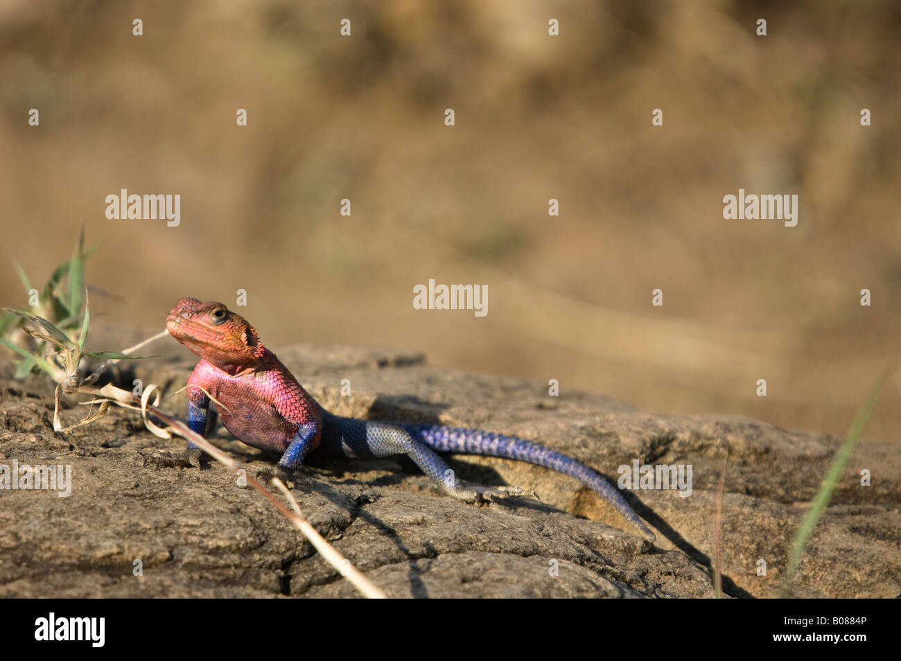 A common rock agama sitting on a rock Stock Photo