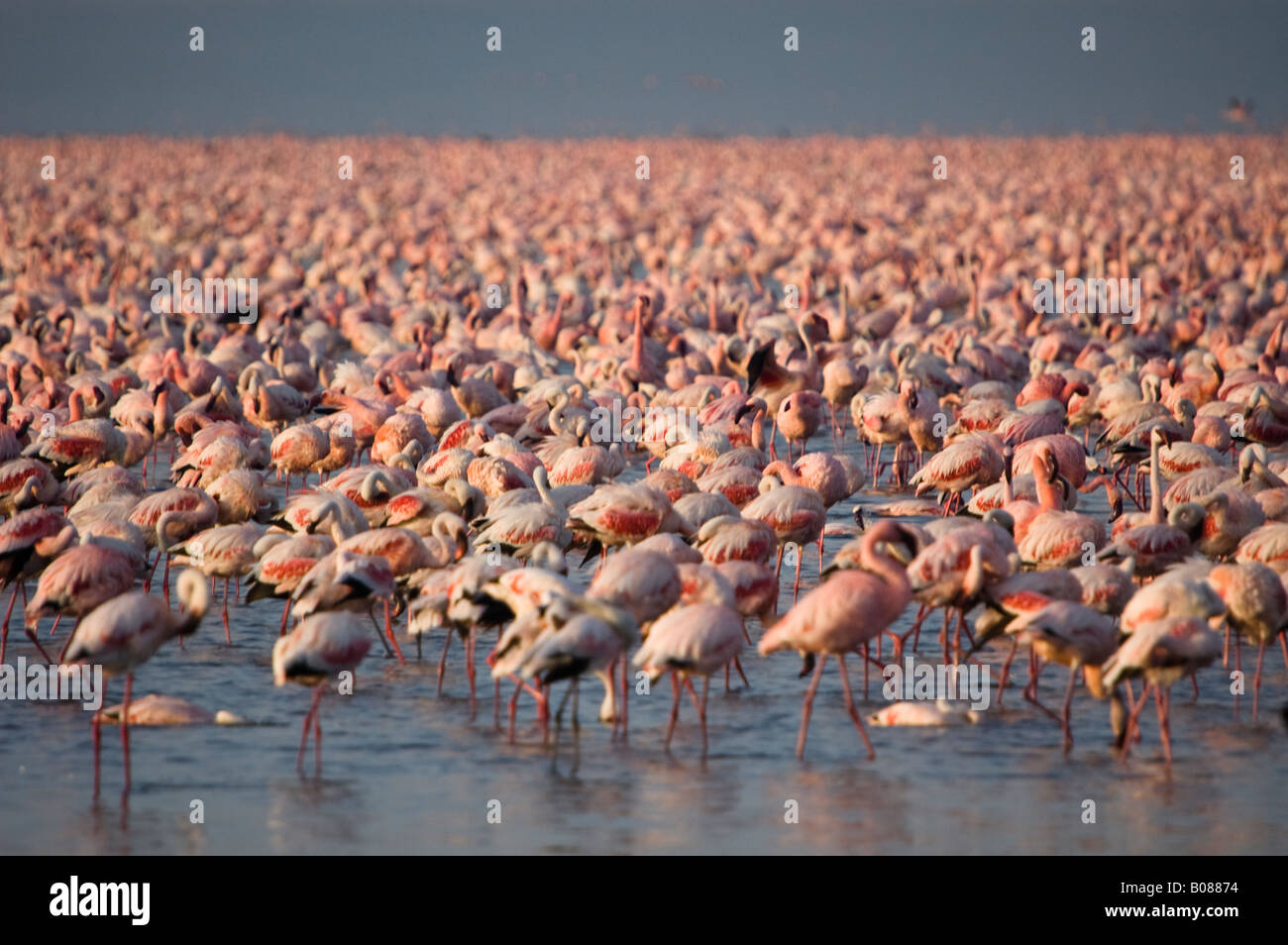 Thousands of lesser flamingos standing in the shallows of Lake Nakuru Stock Photo