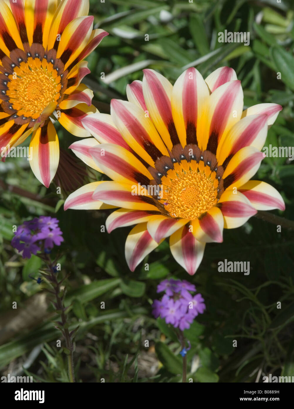 Prairie zinnia Zinnia grandiflora Asteraceae Stock Photo