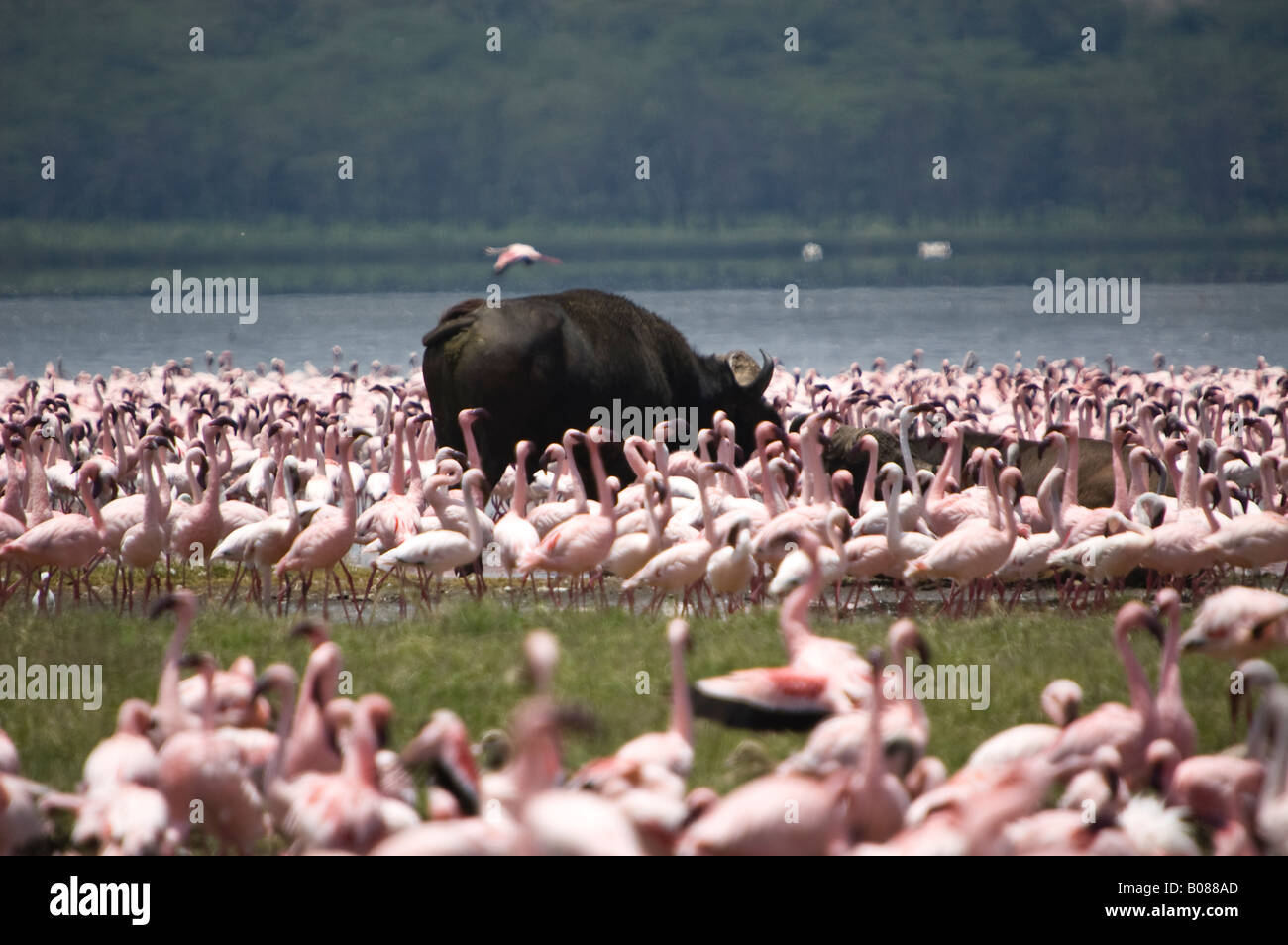 An African buffalo standing amonsgt thousands of flamingos Stock Photo