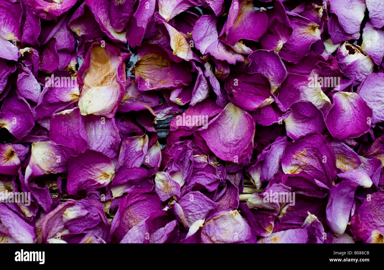 Dried rose petals Stock Photo