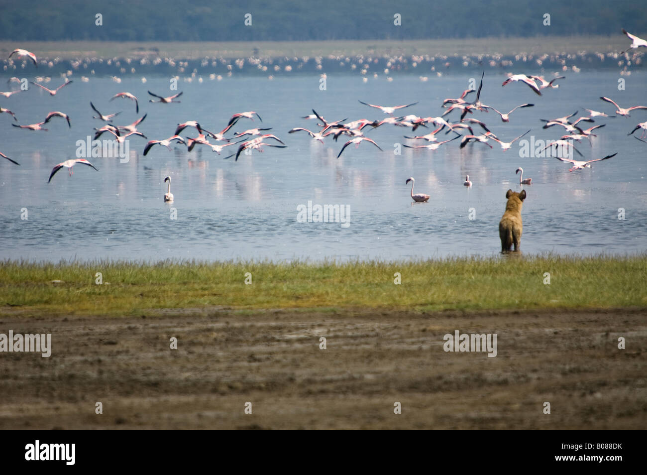 A spotted hyena looks on longingly as a flock of flamingos fly off into the distance Stock Photo