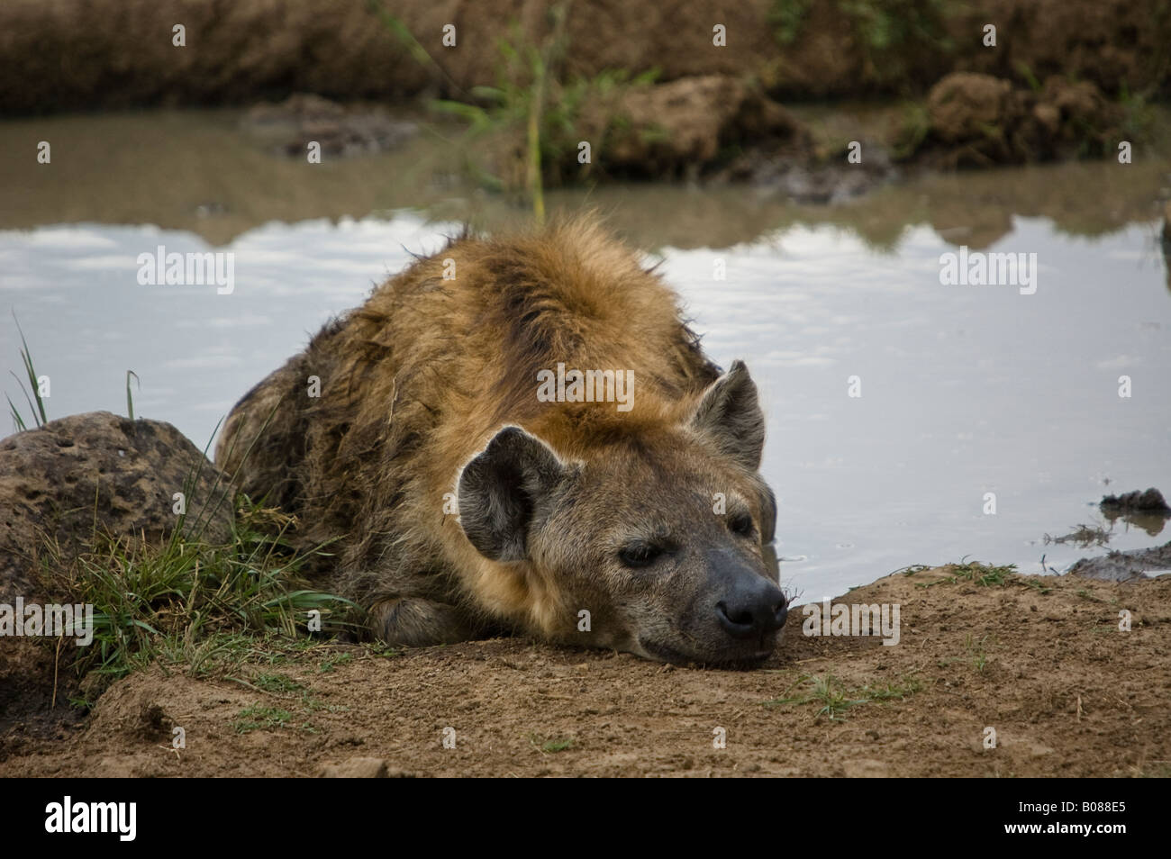 A spotted hyena lying next to a waterhole Stock Photo
