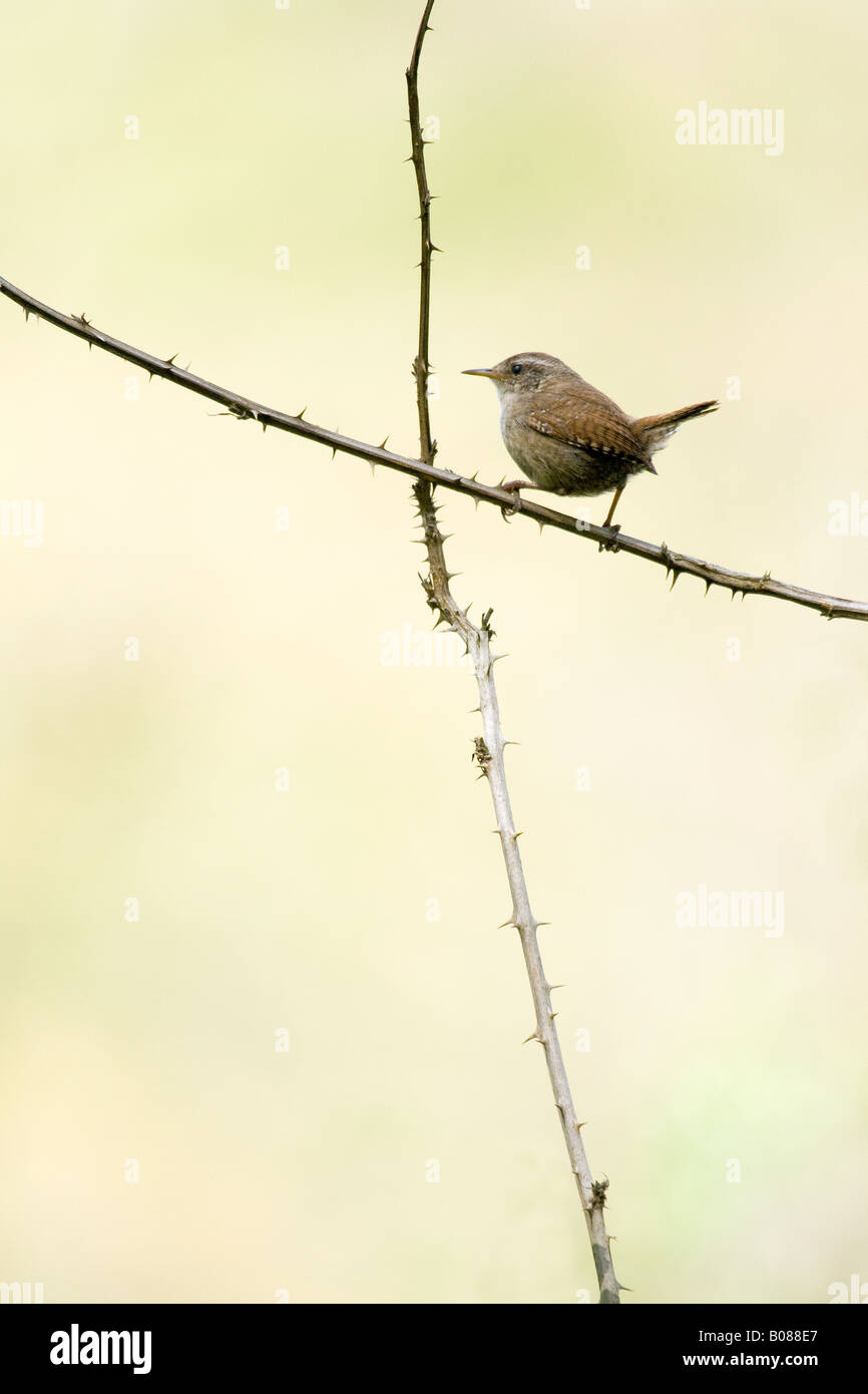 Wren perched on bramble Stock Photo