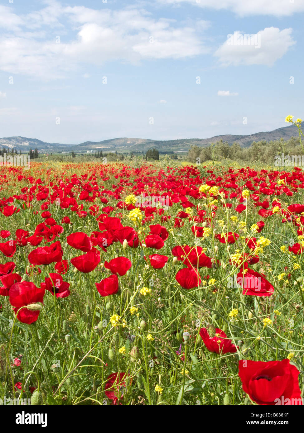 Spring poppies in field, near Corinth, Greece Stock Photo - Alamy