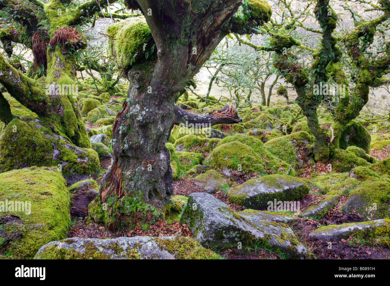 Twisted oak trees grow amongst the mossy boulders in Wistmans Wood Dartmoor National Park Devon England Stock Photo