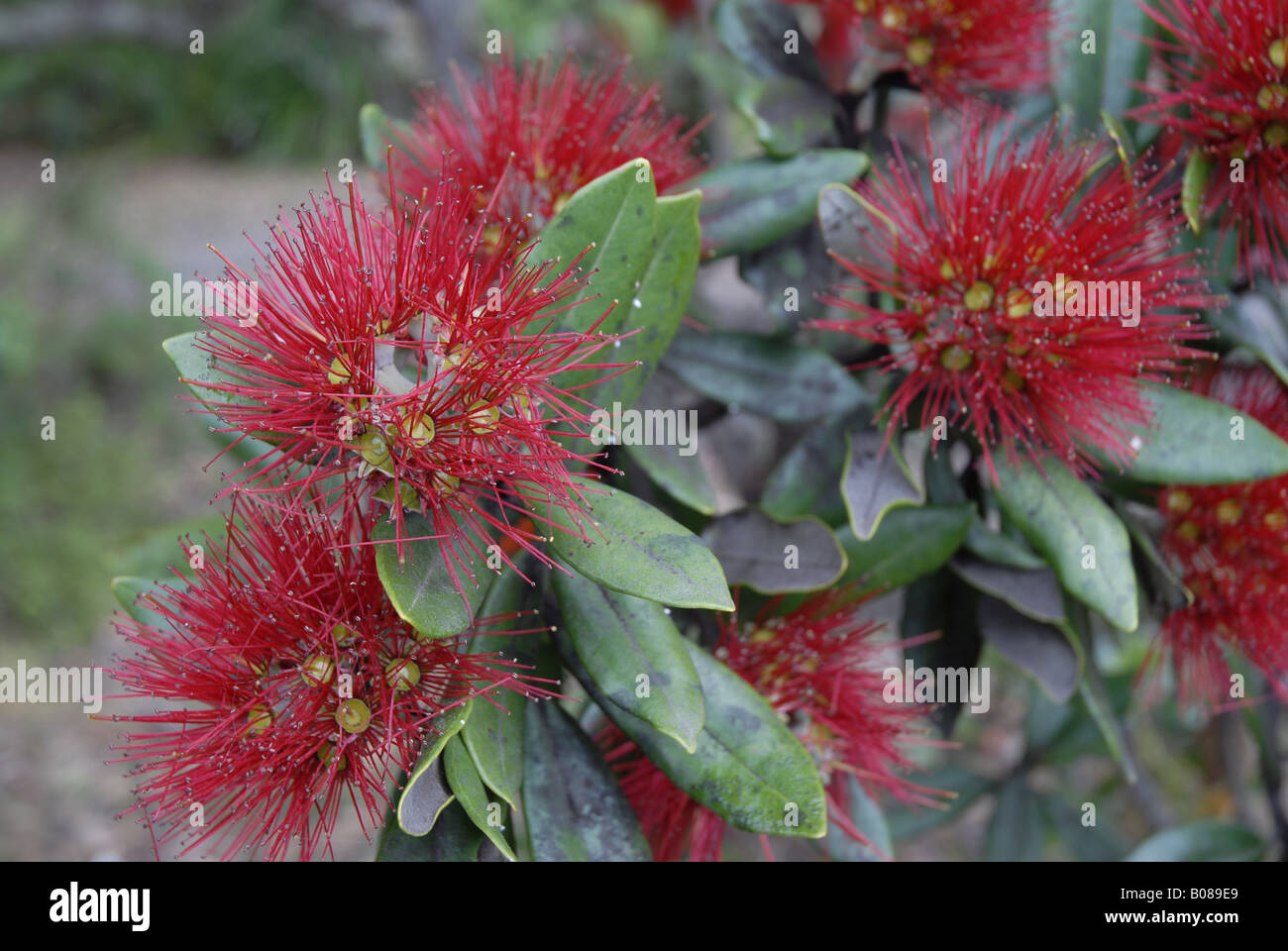 pohutukawa tree flower New Zealand Stock Photo Alamy