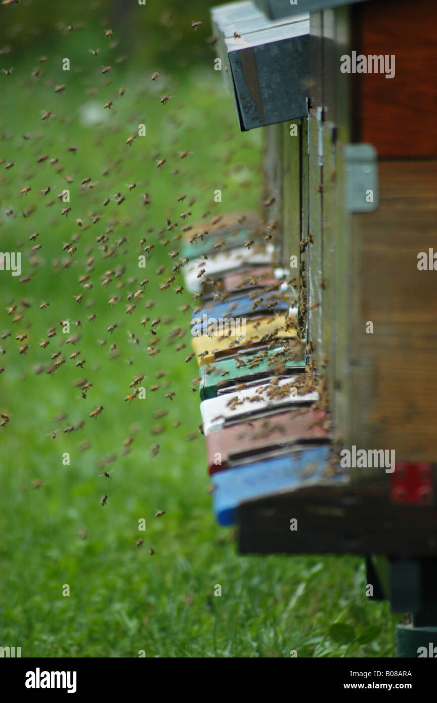 Apiculture - Friuli Italy Stock Photo
