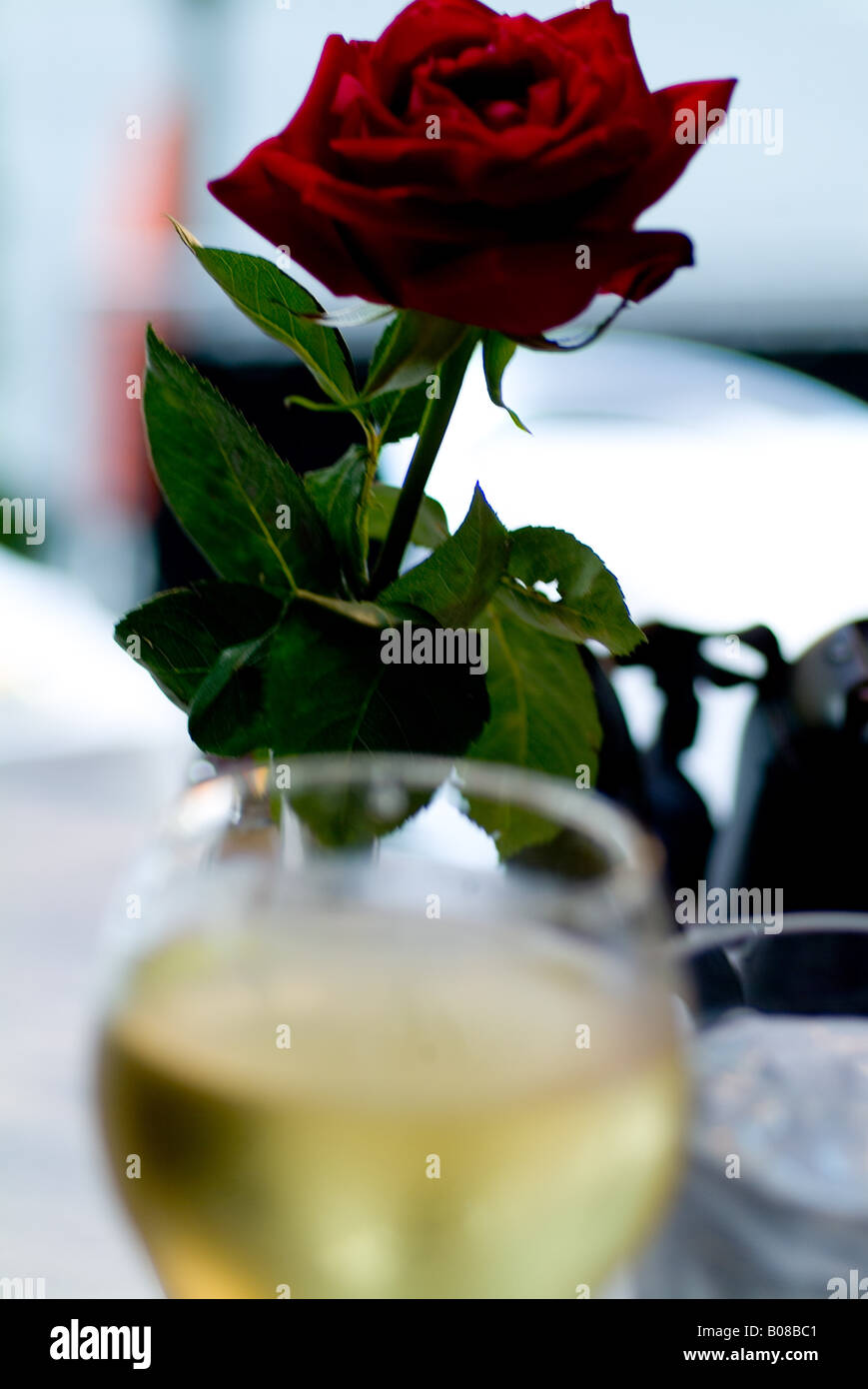 Red rose and glass of white wine Stock Photo