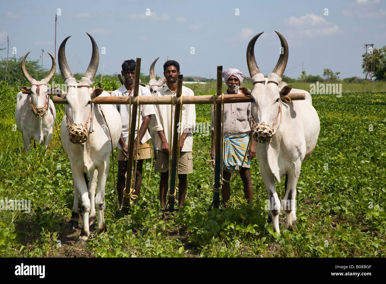 Oxen and farmers ploughing a field, Tamil Nadu, India Stock Photo - Alamy
