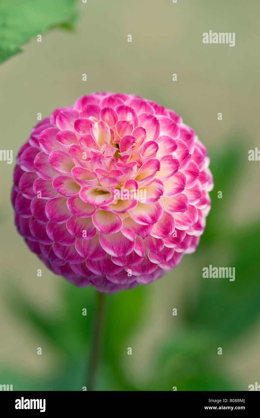 DAHLIA LAKELAND POLLY Stock Photo