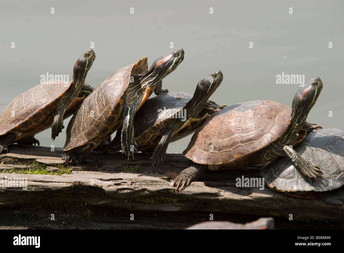 Japan Nara Turtles in Sarusawa pond Stock Photo