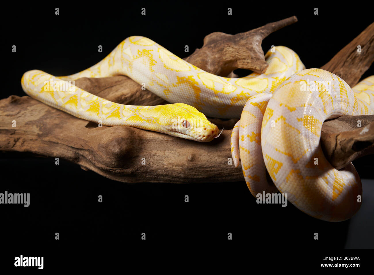 Albino tree snake hi-res stock photography and images - Alamy