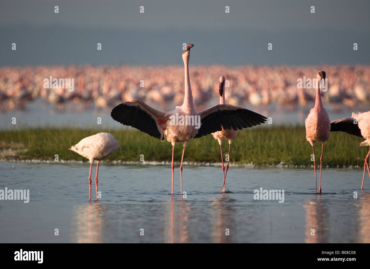 A lesser flamingo stands with outstretched wings in the morning sunlight at Lake Nakuru Stock Photo