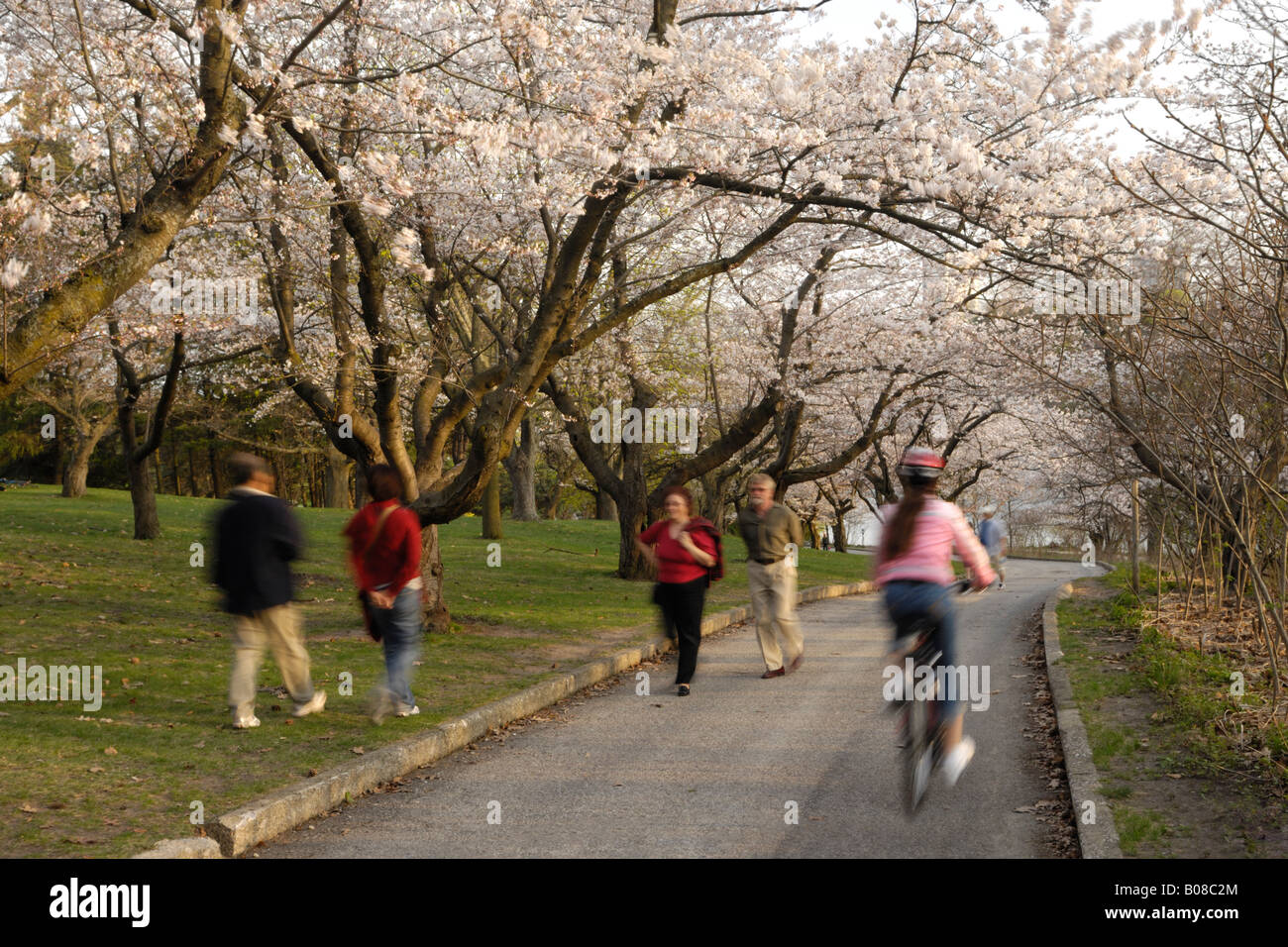 People in a park with flowering cherry trees in spring Stock Photo - Alamy