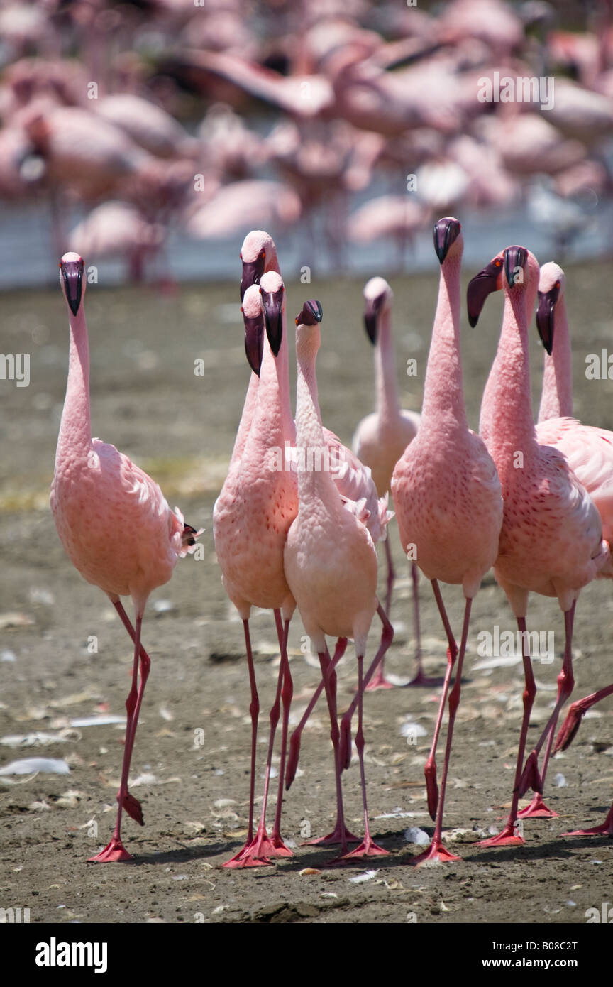 A group of male lesser flamingos courting a female Stock Photo