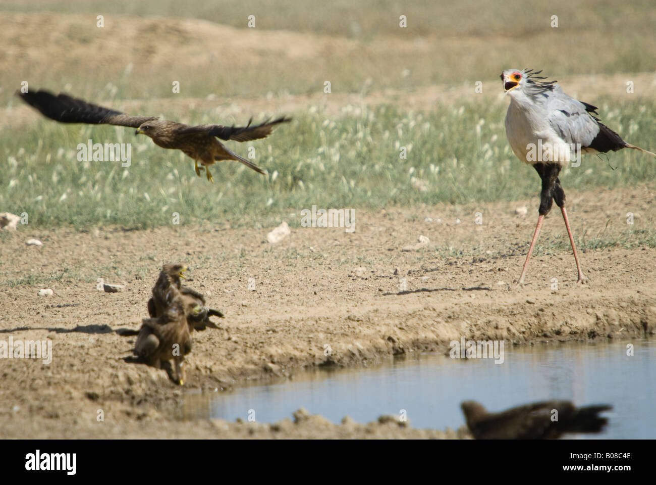 A secretary bird chasing raptors away next to a waterhole in the Kalahari Stock Photo