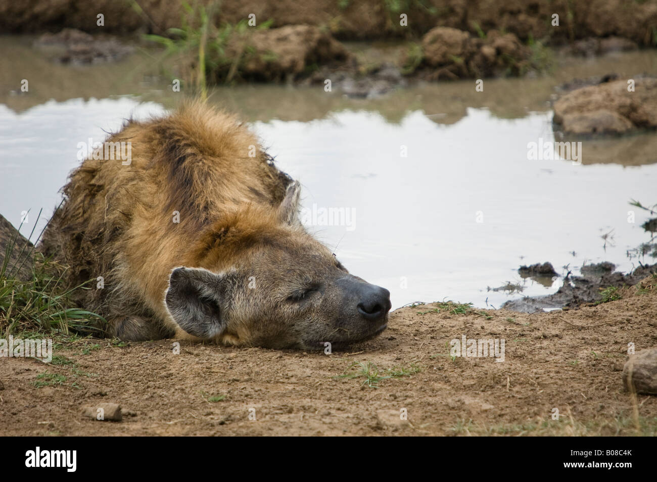 A spotted hyena sleeping next to a waterhole Stock Photo
