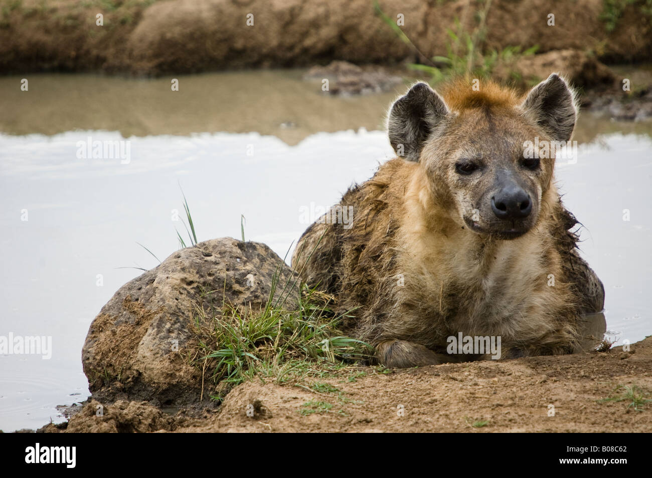 A spotted hyena resting next to a waterhole Stock Photo