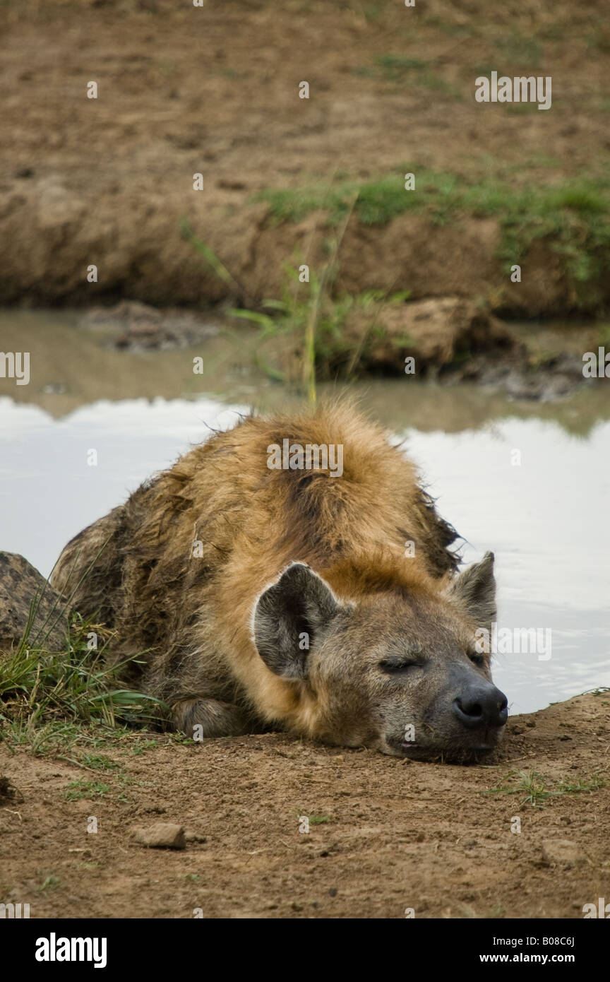 A spotted hyena lazes next to a waterhole Stock Photo