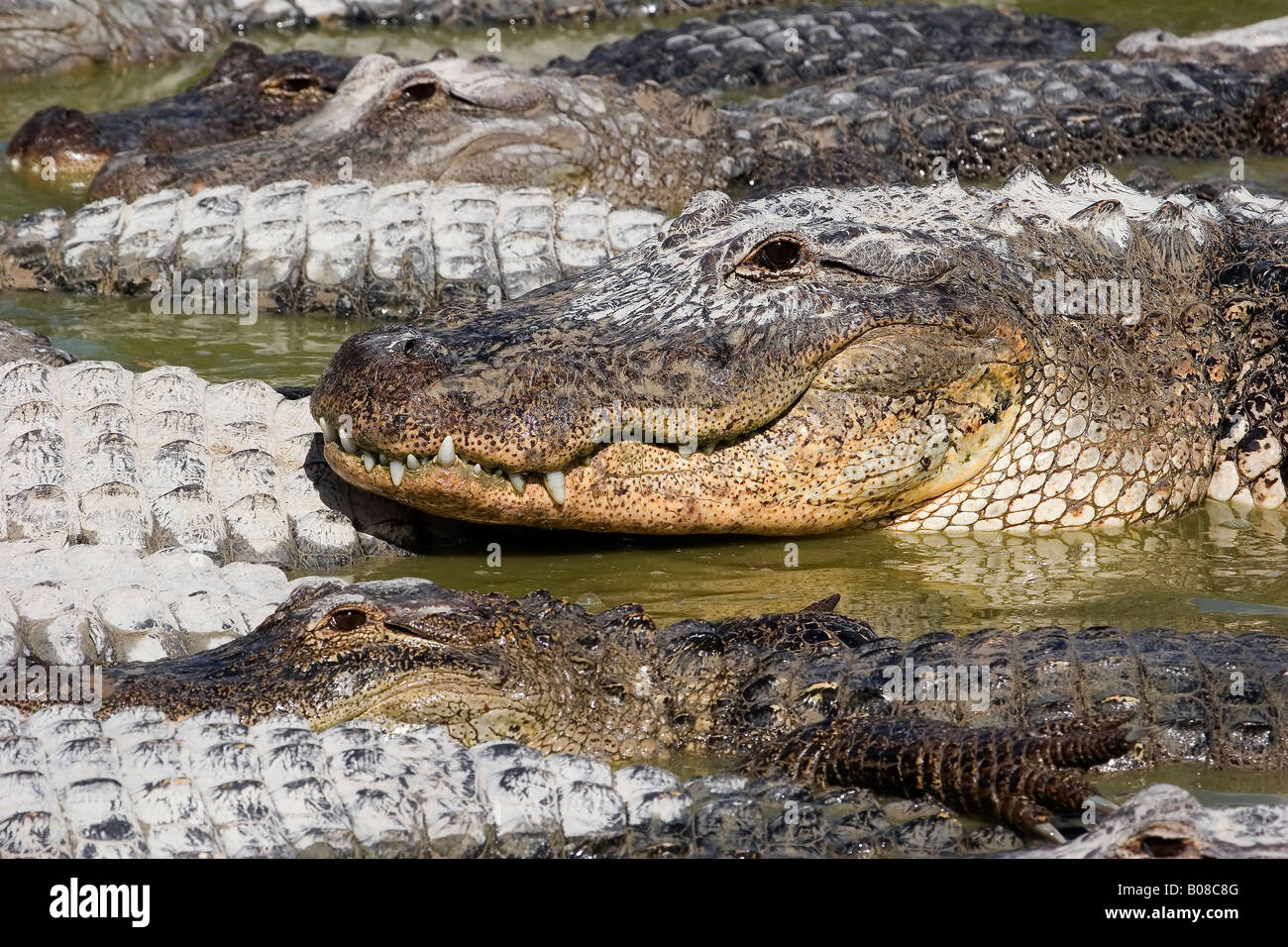 Focus on one alligator in group of alligators Stock Photo