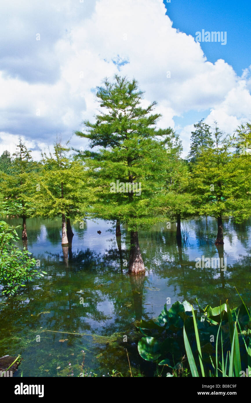 Swamp Cypress in the Arboretum Ellerhoop Stock Photo