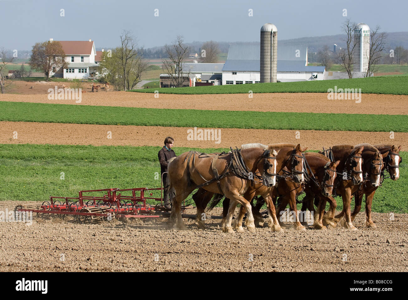 Mennonite boy tilling the farm with horse drawn tiller Stock Photo Alamy