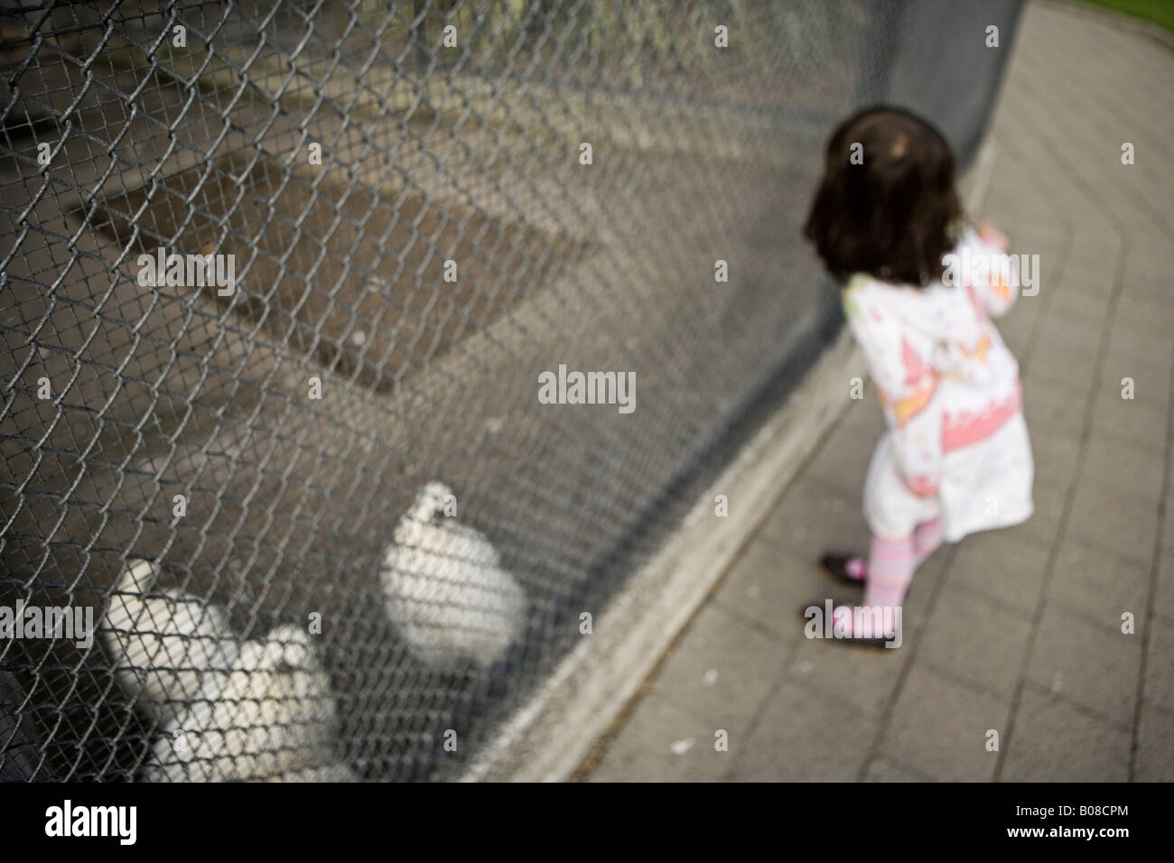 Girl aged four years looks at ornamental chickens in an aviary Victoria Park Esplanade, Palmerston North, New Zealand Stock Photo