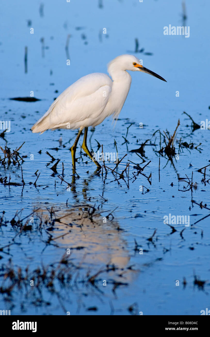 Snowy egret (Egretta thula) in California Pacific Flyway - Central San ...