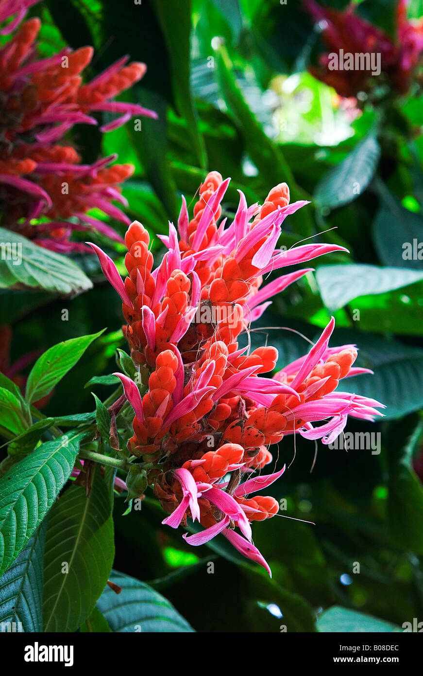 Image of a cluster of pink and red flowers found on the Aphelandra tree originally found in Costa Rica Stock Photo