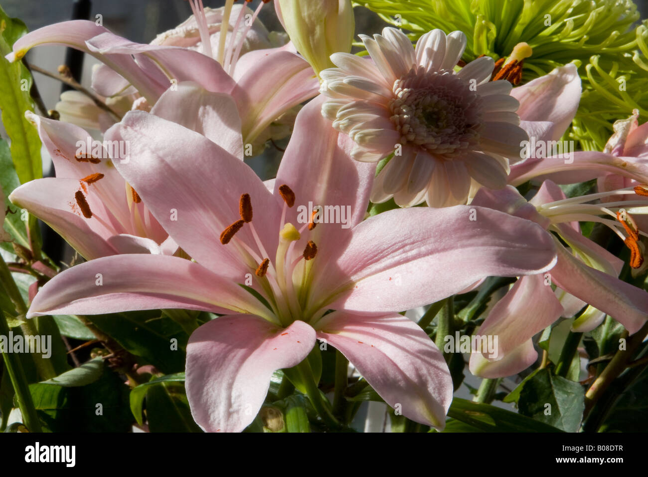 Close up view of some very bright and beautiful flowers Stock Photo